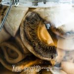 рецепт маринованных грибов шампиньонов
