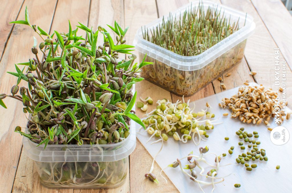 проращивание семян